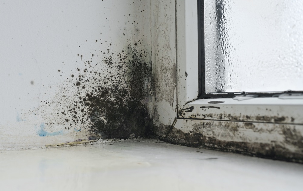 Black mold growing on a damp wall and window frame in the corner of a room, indicating moisture and poor ventilation.
